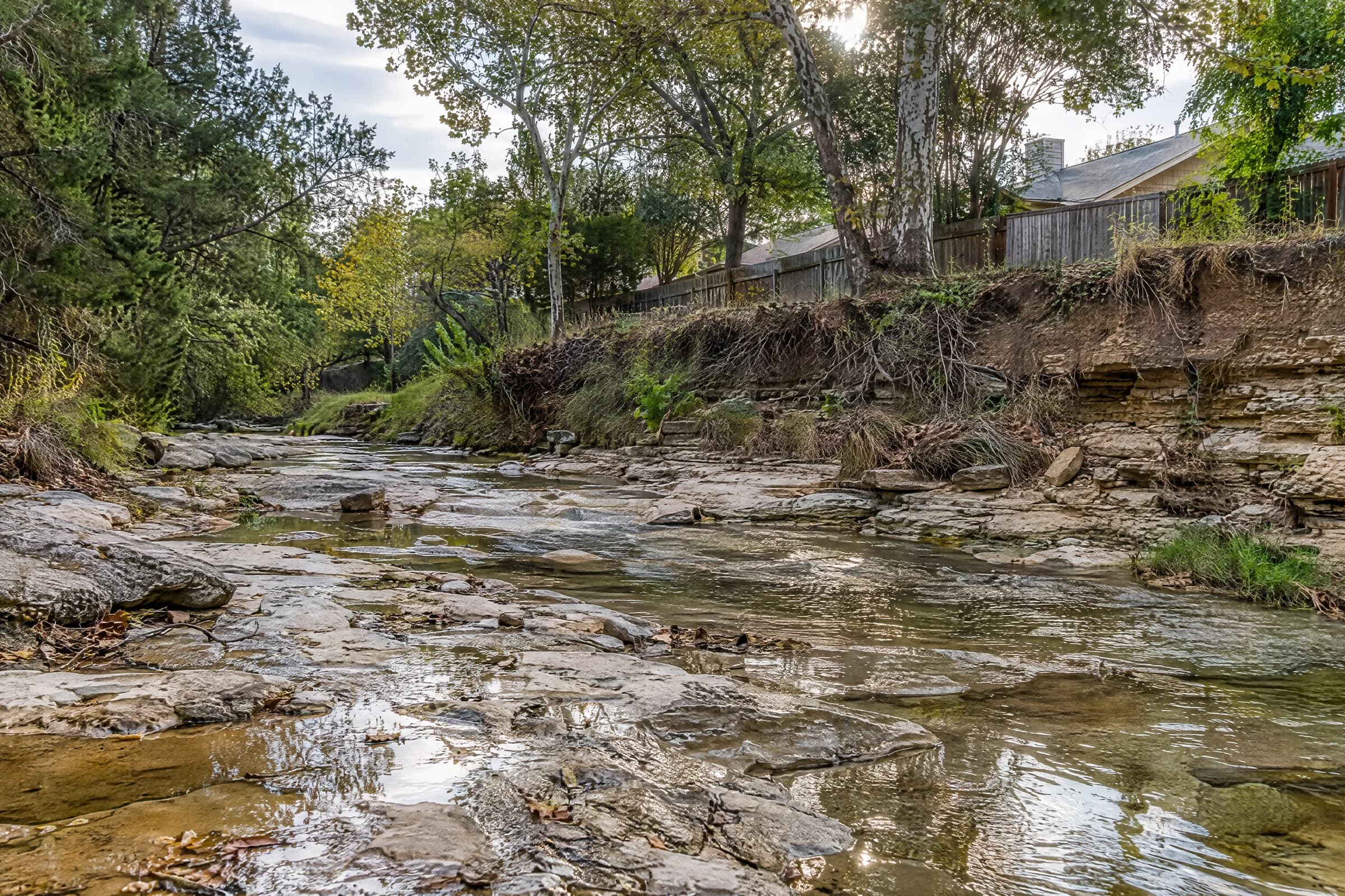 A shallow South Austin creek running over flat limestone ledges below an eroded caliche bank, with cedar privacy fences and ranch-house roofs at the top of the bank