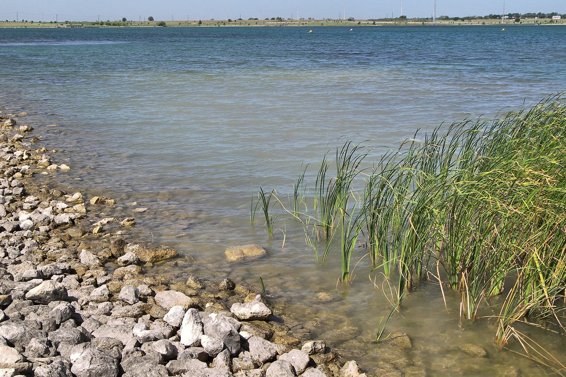 Reeds and a rocky shoreline at the edge of Lake Pflugerville under a clear sky, open flat land and power lines along the far shore northeast of Austin