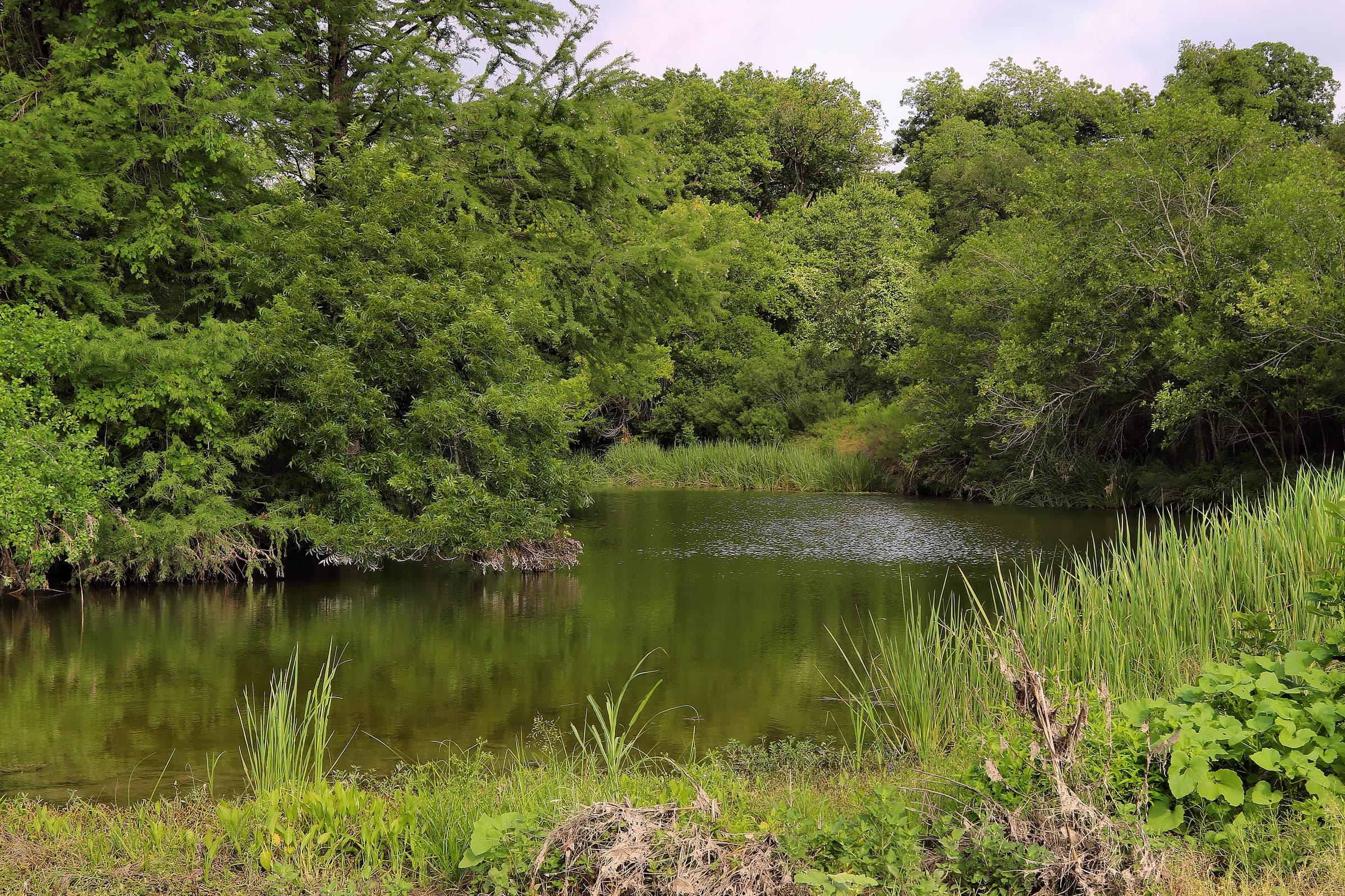 Onion Creek pooling green and still above the upper falls at McKinney Falls State Park in southeast Austin, lined with cattails and dense trees